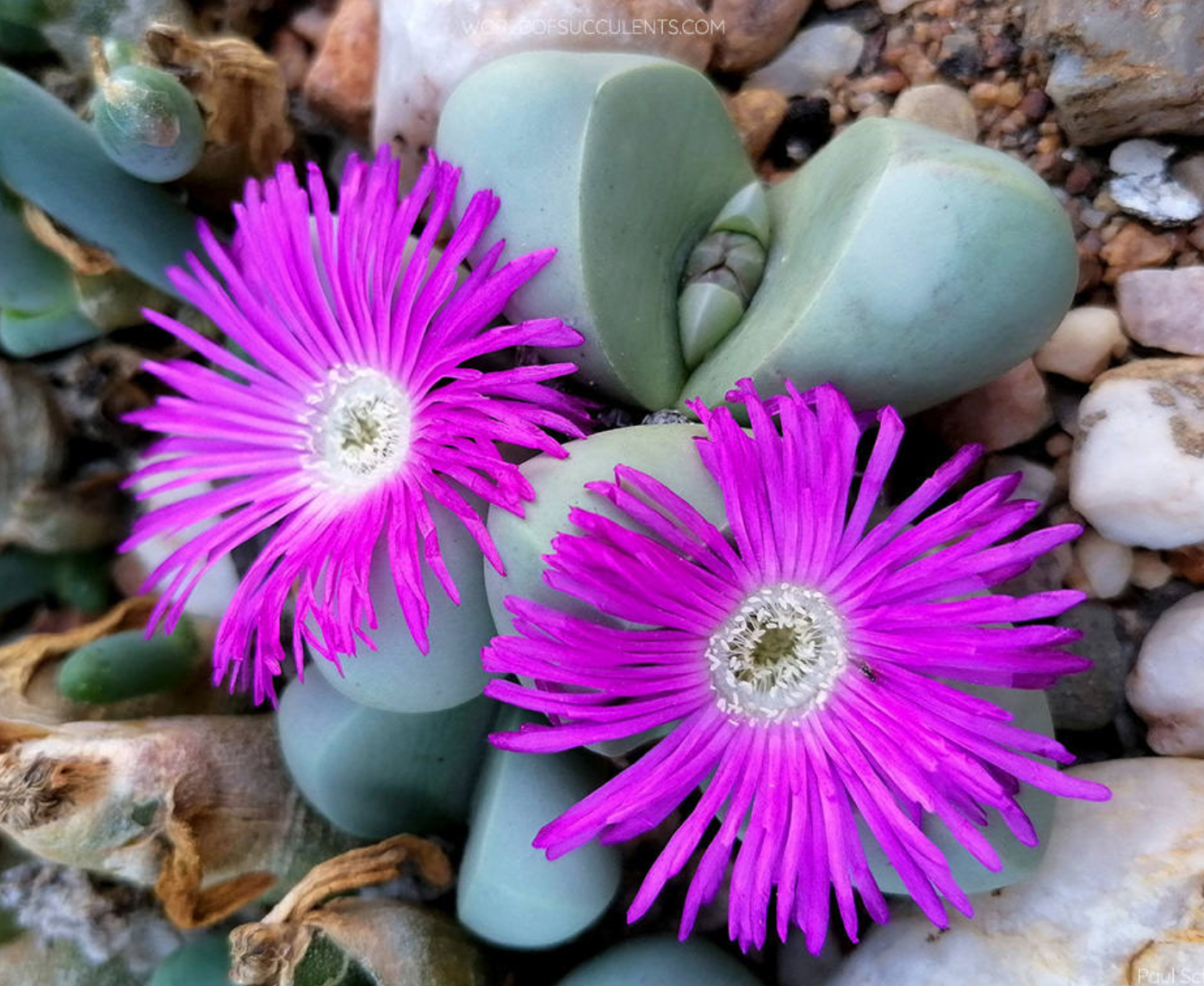 argyroderma-ice-plant-city-planter