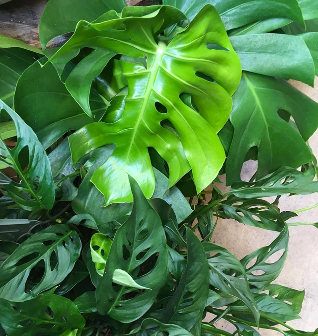 Houseplants: Tropicals 