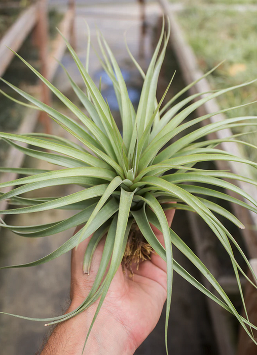 Tillandsia 