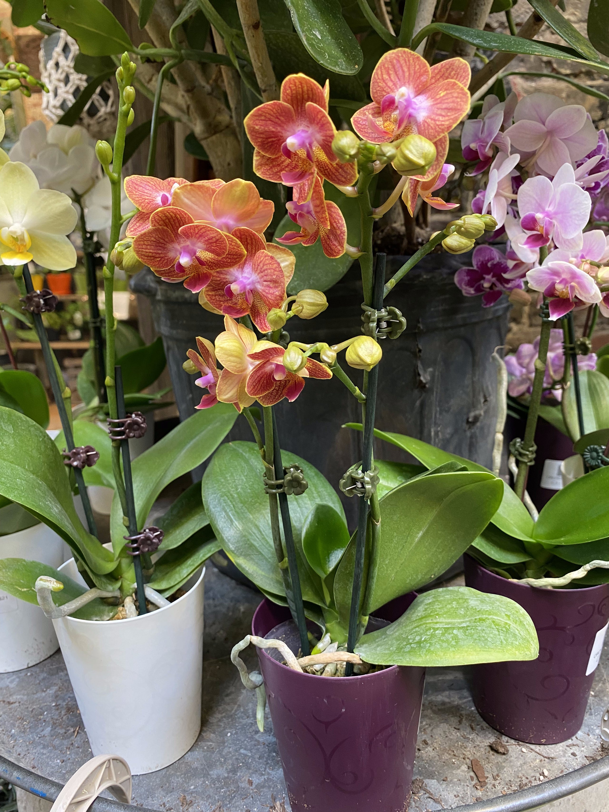 Orchids asst 3 city planter